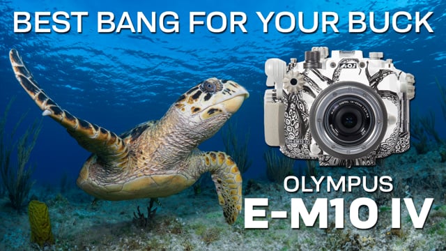The Best Bang For Your Buck: Olympus E-M10 IV and Backscatter Octo Housing
