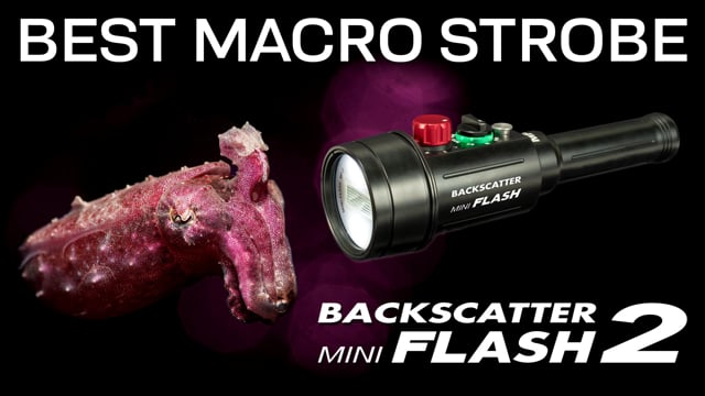 The Smallest, Brightest, Easiest Macro Strobe: Backscatter Mini Flash 2