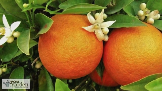 Pair of Large Citrus Trees with FREE Citrus Feed