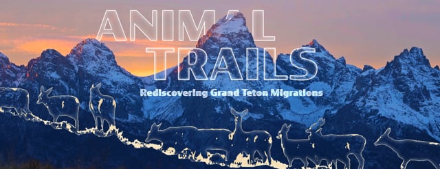 Watch a Beautiful New Film on Grand Teton Migrations
