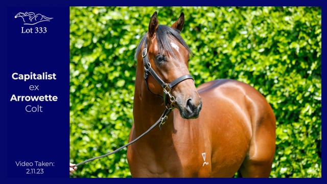 Lot 333