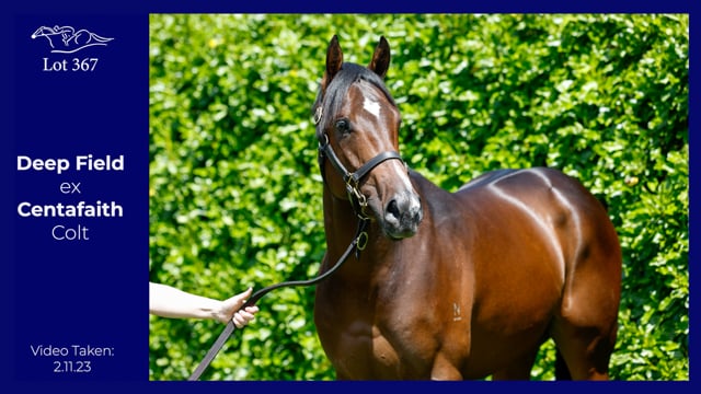 Lot 367