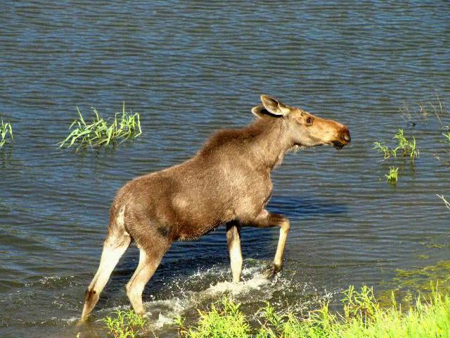 Wildlife,  Yellowstone NP, Wyoming