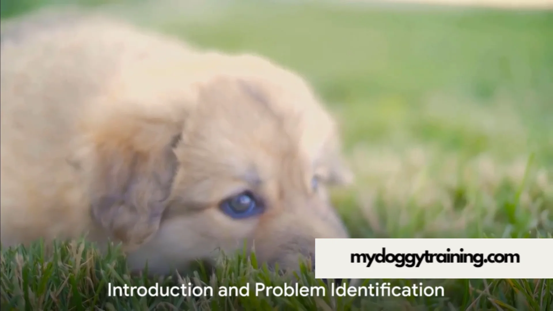 How To Potty Train A 10 Month Old Dog on Vimeo