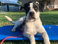 Dalmatian Mix - Daisy Mae