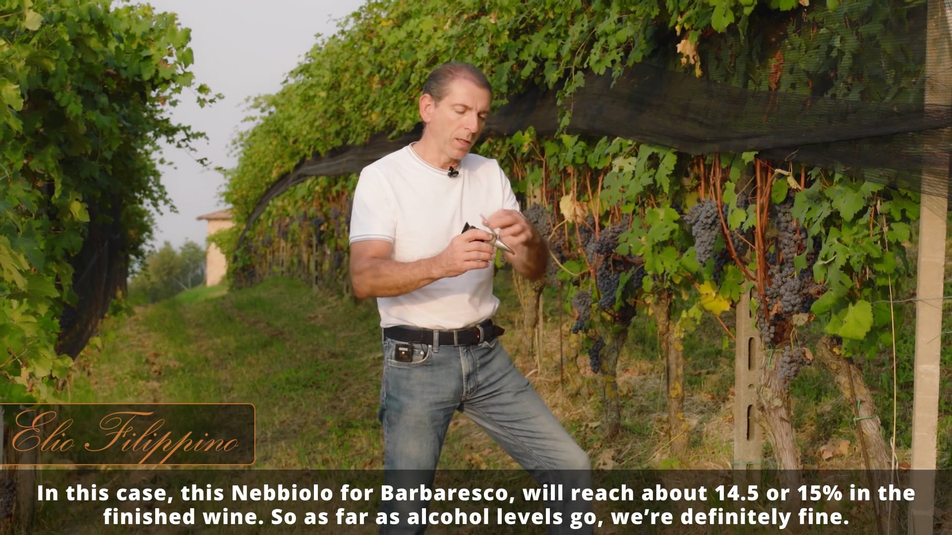 Test maturazione uve - Grape ripeness test