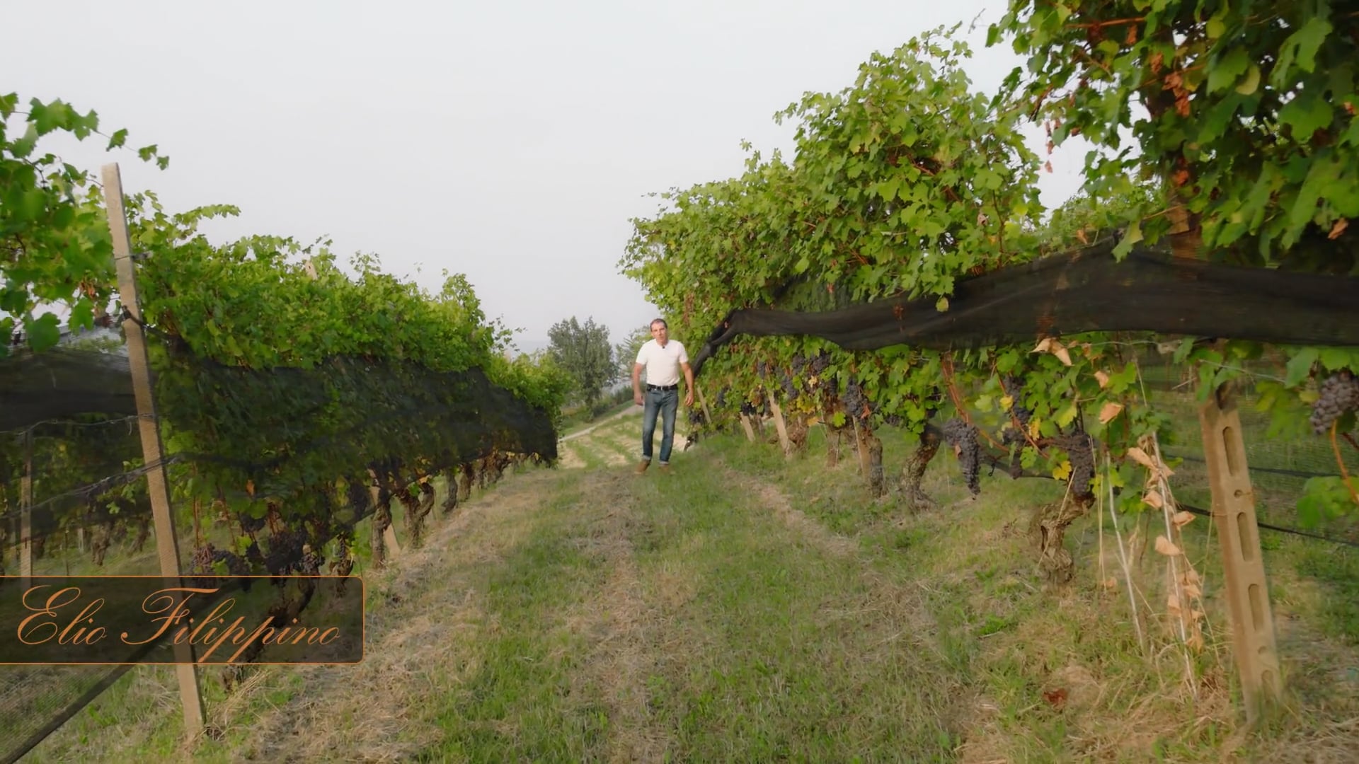 La vigna vecchia - San Cristoforo - The old vineyard