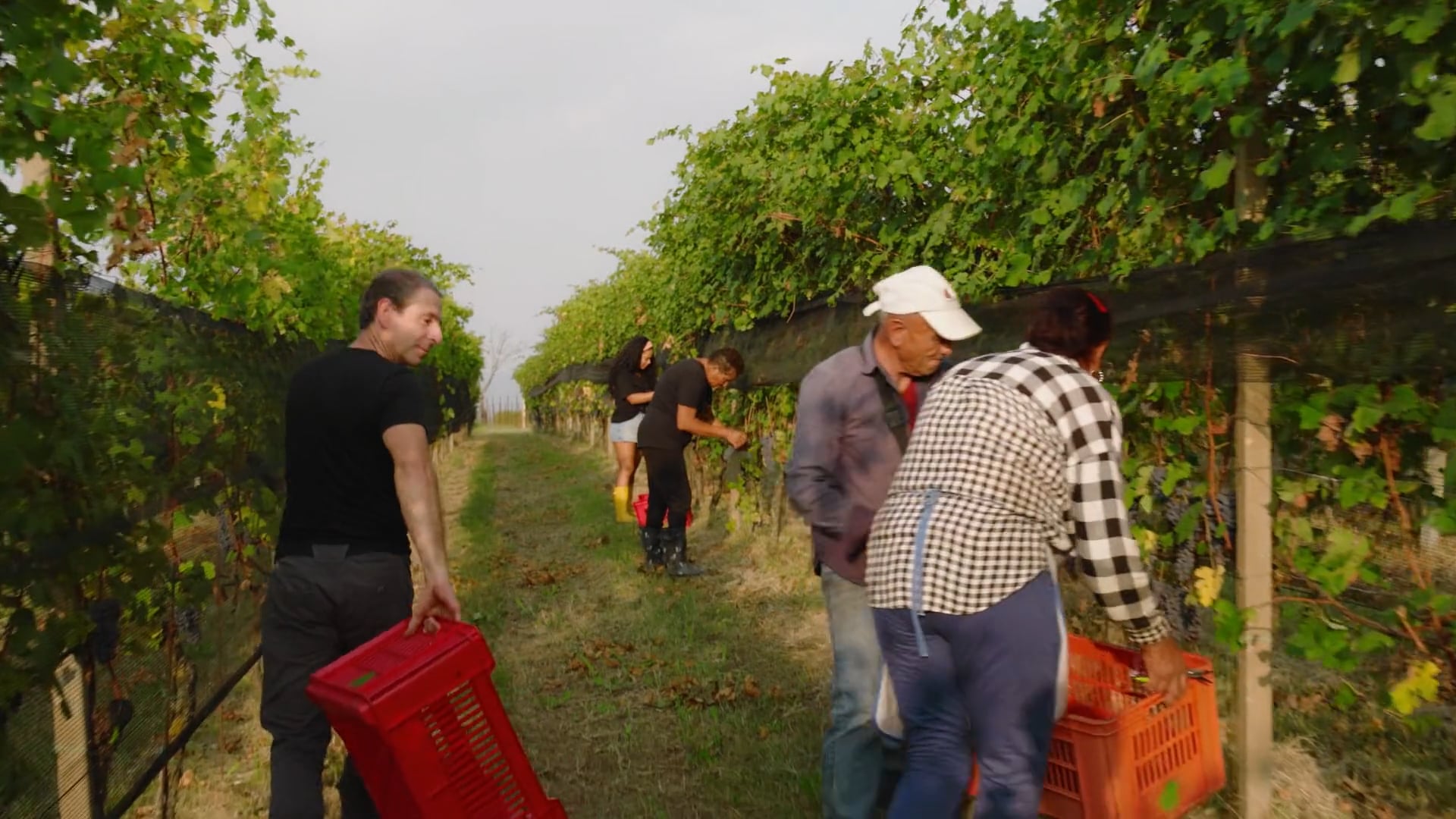 Vendemmia 2023 - San Cristoforo - The harvest images