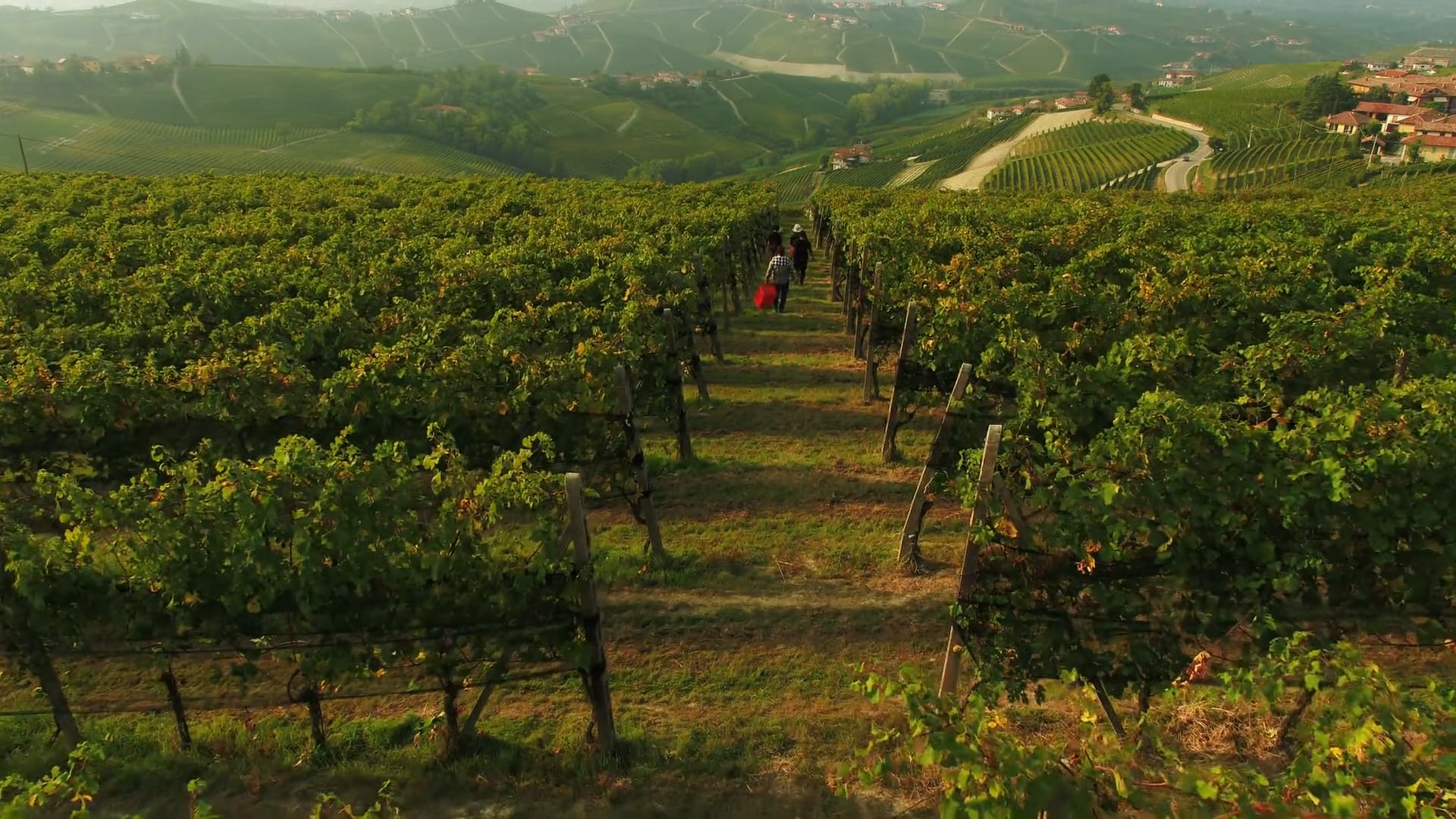 Vendemmia 2023 - Harvest film