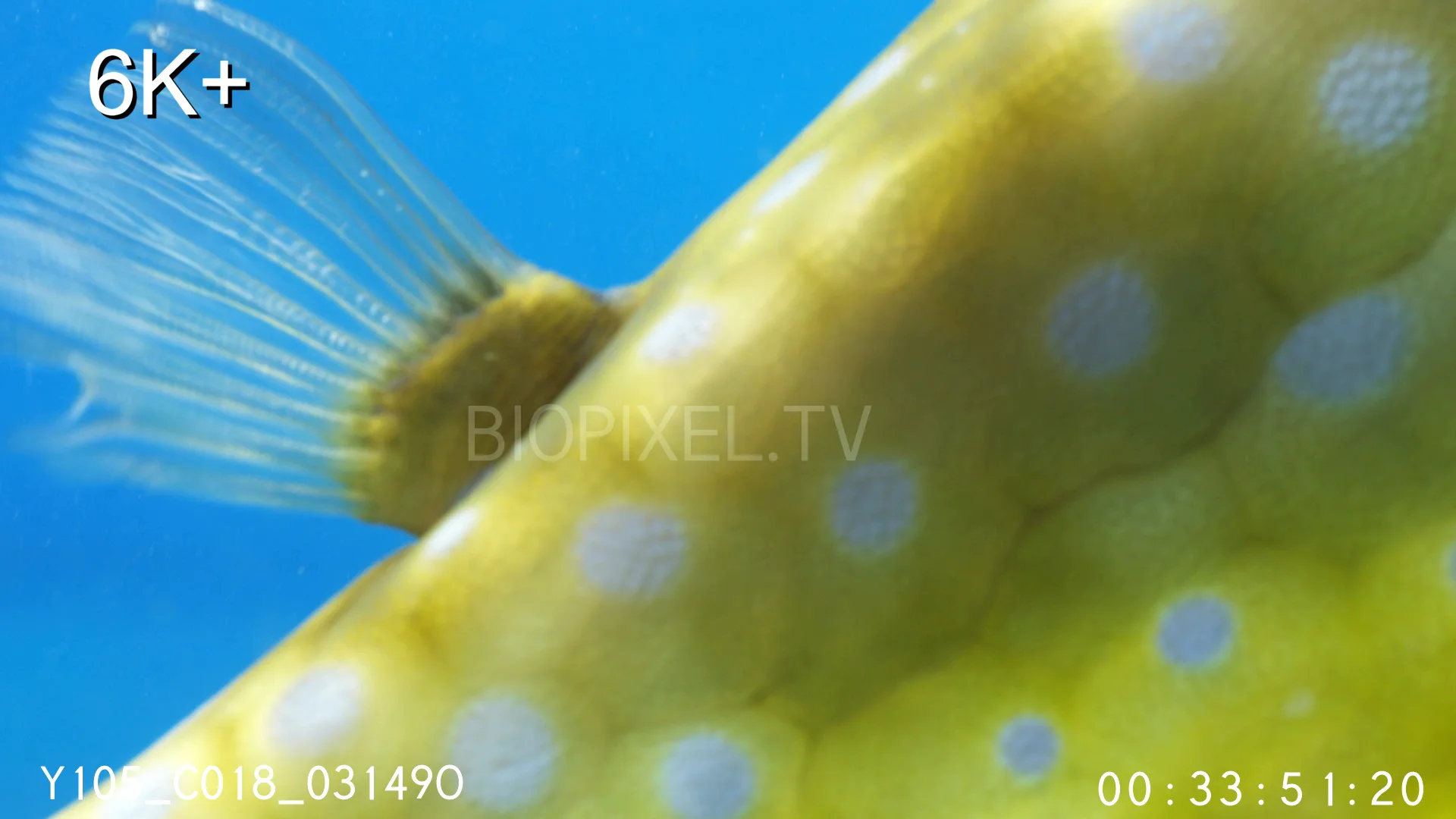 4K Fish Pufferfish - Yellow cowfish close ups 6.5K+ 1 on Vimeo