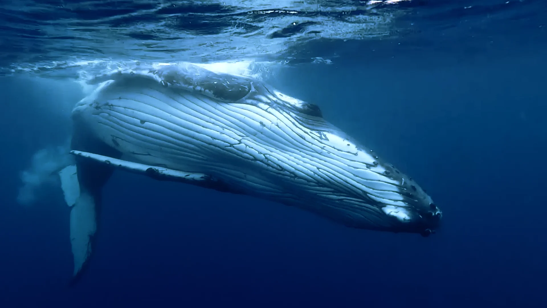 1201301 Humpback Whale Breathe 1920x1080 On Vimeo