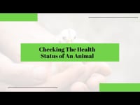 Animal Care: How to Check The Health Status of An Animal