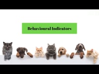 Animal Care: Behavioural, Physical, And Physiological Indicators
