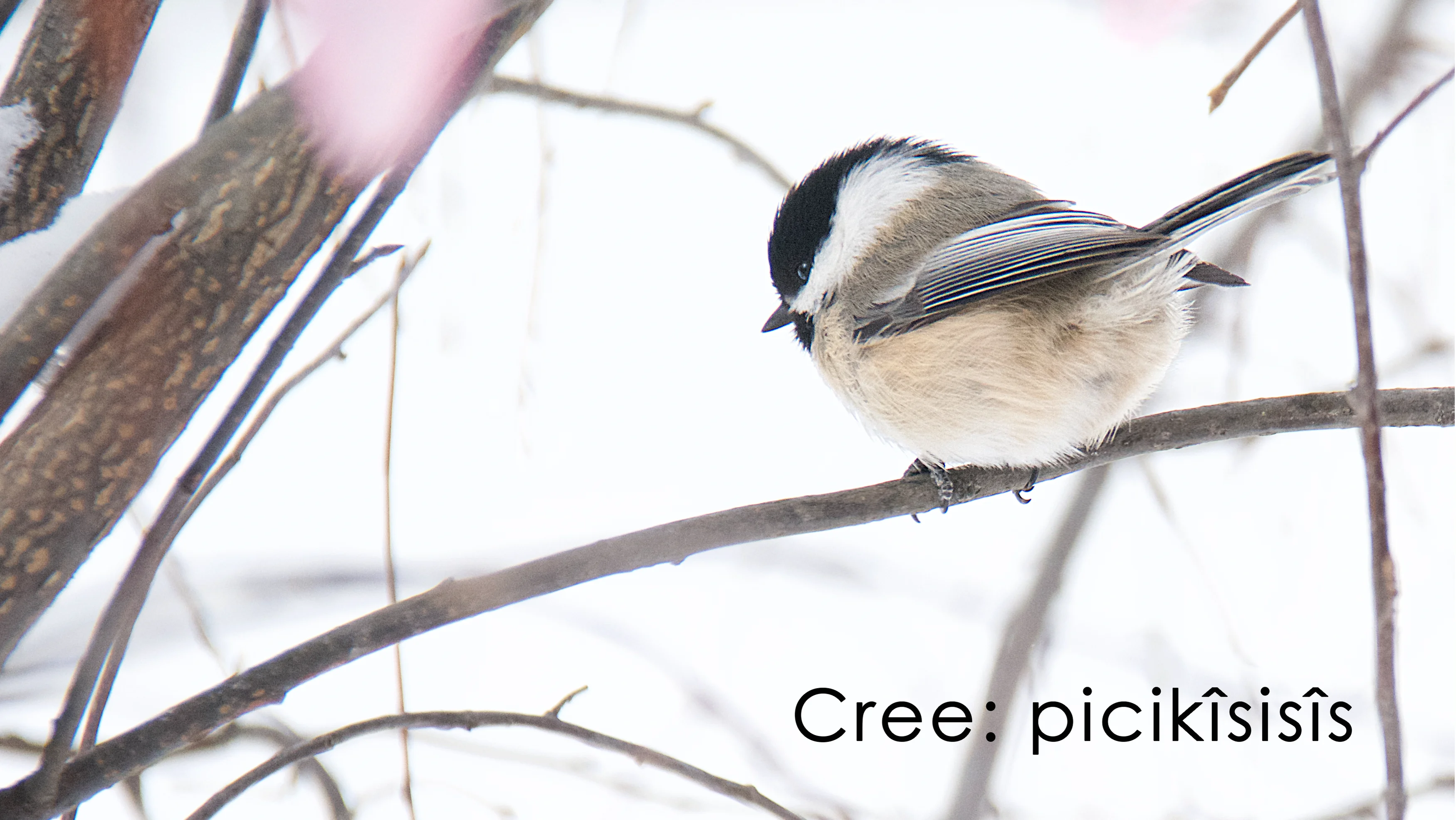 Song for the Black-capped Chickadee