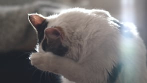 Related Embedded Video Item Thumbnail