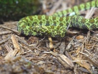 Newswise:Video Embedded bronx-zoo-debuts-rarely-seen-endangered-mangshan-pit-viper-hatchling-in-world-of-reptiles-nursery