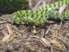 Newswise: Bronx Zoo Debuts Rarely Seen Endangered Mangshan Pit Viper Hatchling In World of Reptiles Nursery