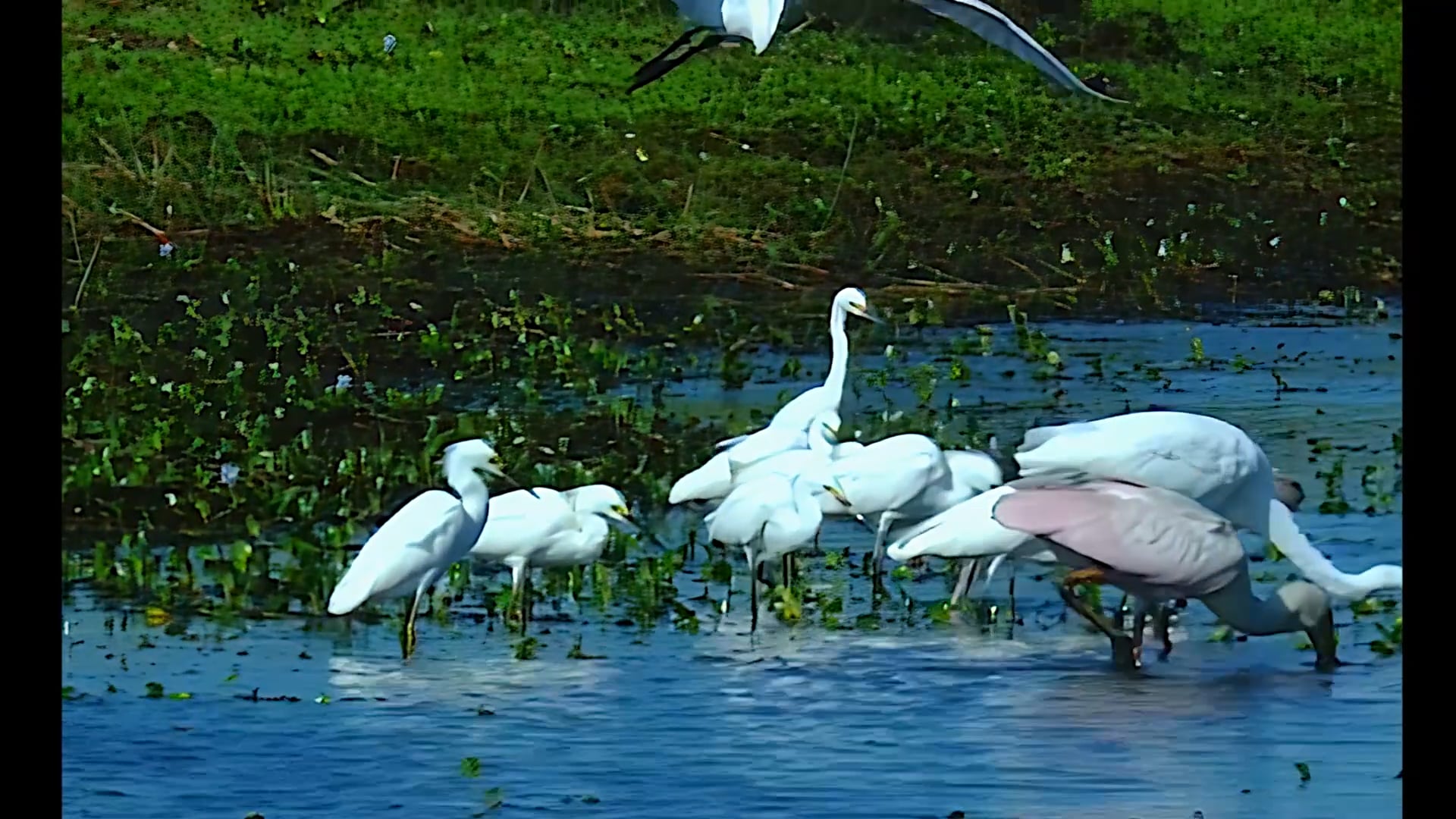 Aves de la Sabana