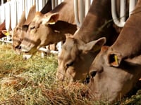 V15-Cows_on_livestock_far_1383807_HDMP4