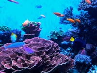 V37-Underwater_World_fi_346719421_HDMP4