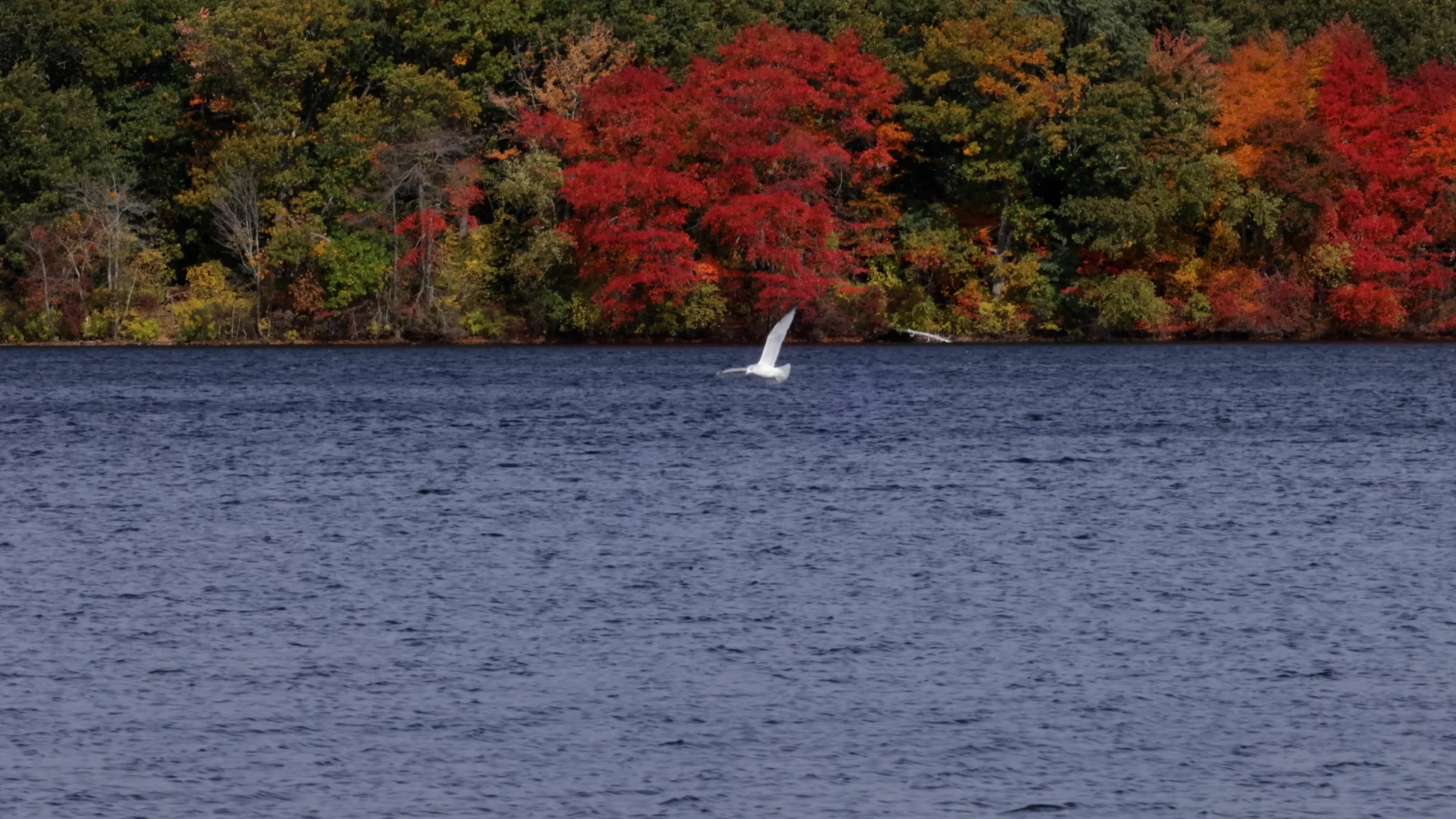 BIRDS AND FALL FOLIAGE on Vimeo