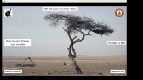 #404 The Last Tree of Ténéré