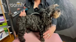 Danger points 101 with Nat and Lolly