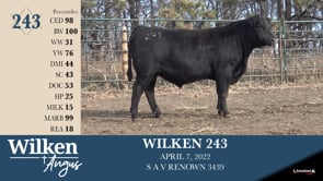 Lot #243 - WILKEN 243
