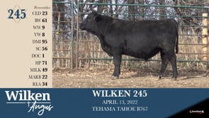 Lot #245 - WILKEN 245