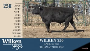 Lot #250 - WILKEN 250