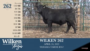 Lot #262 - WILKEN 262