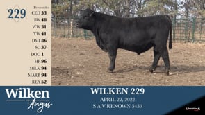 Lot #229 - WILKEN 229