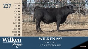 Lot #227 - WILKEN 227