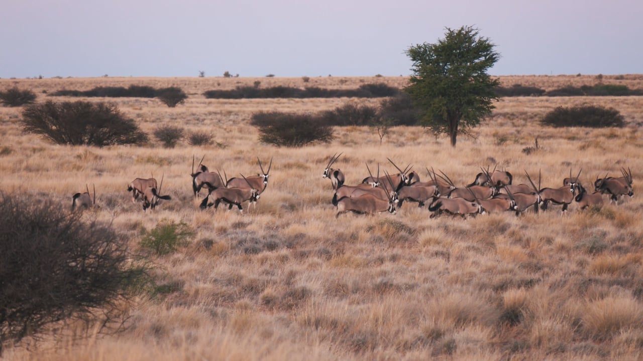 Oryx herd