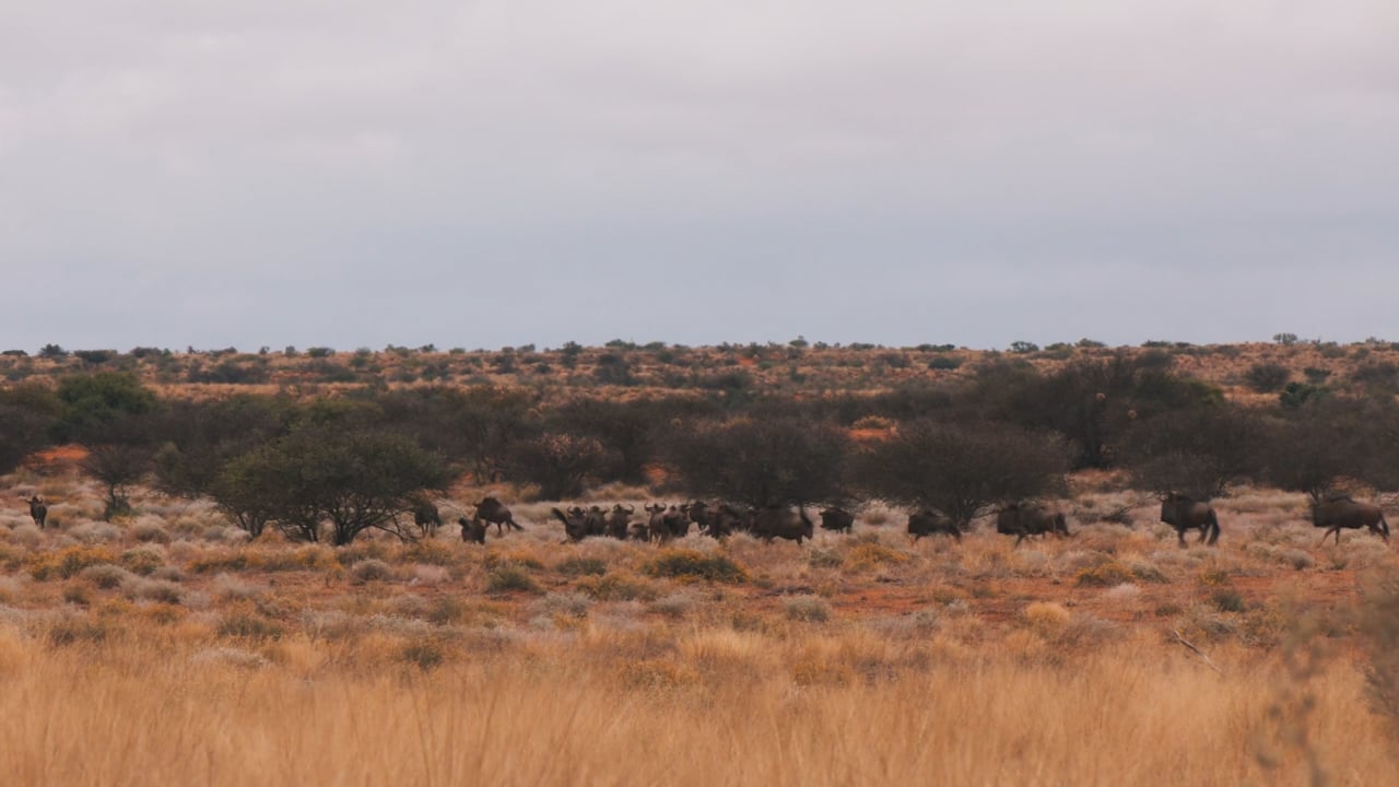 Blue Wildebeest herd
