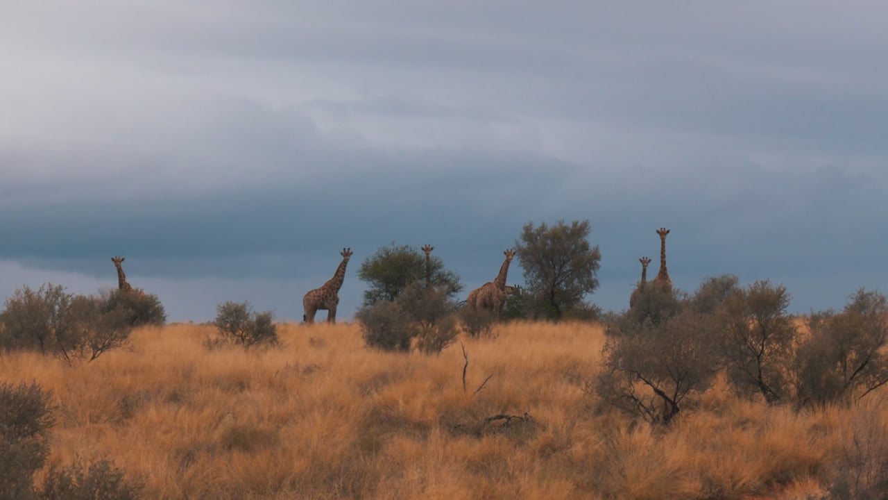 Tower of Giraffes