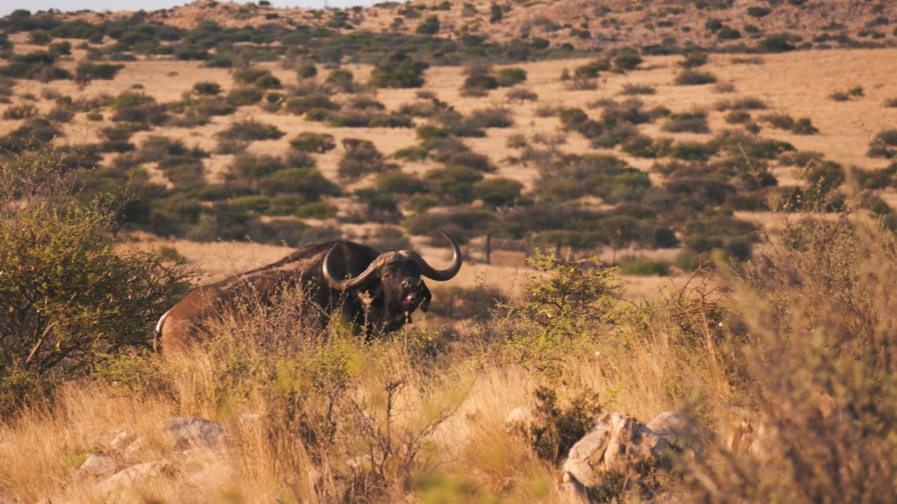 Grazing Buffalo