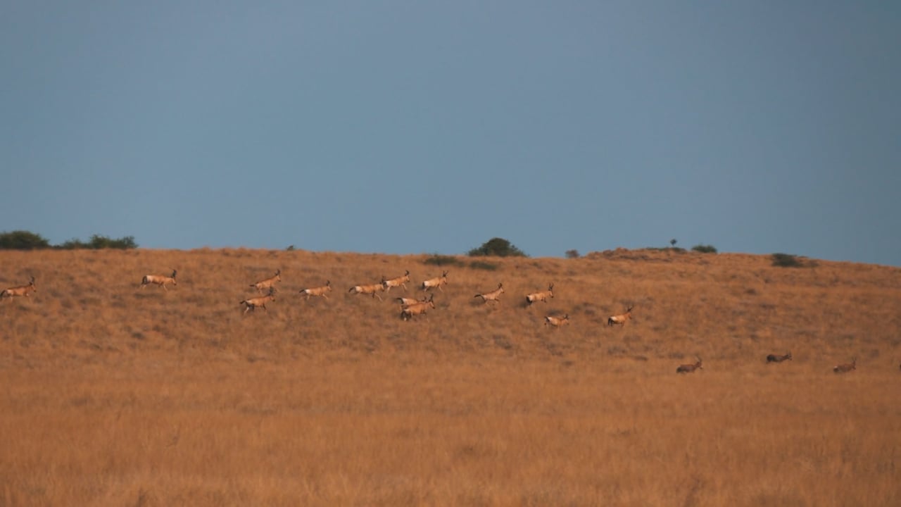 Running Hartebeest