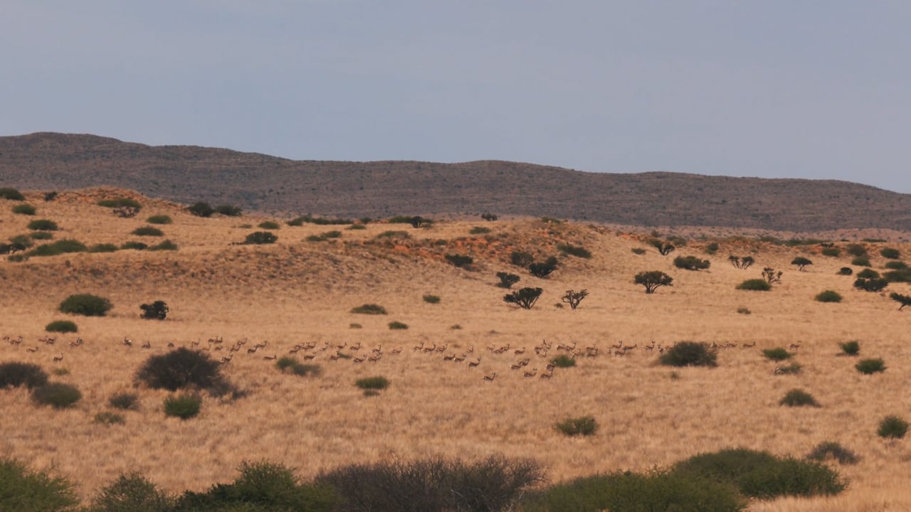 Springbok herd