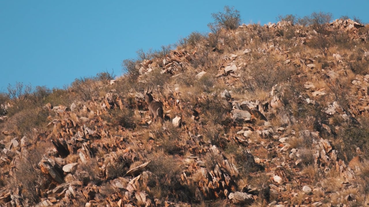 Waterbuck bull