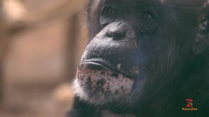 Tulsa Zoo: Chimpanzees_Booper_Shatari
