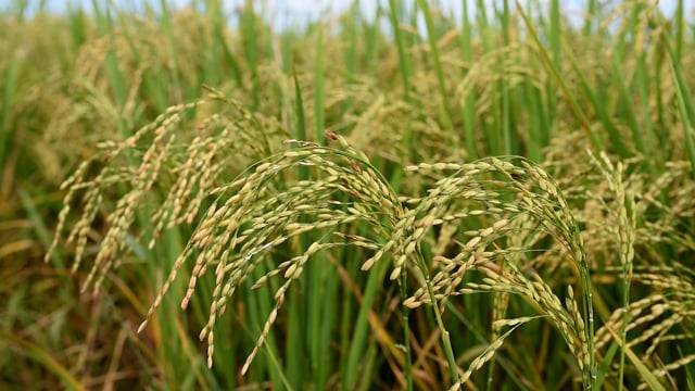 Green paddy field dancing with wild wind. Beautiful paddy field 4K