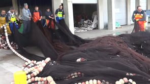 Comencen dos mesos de veda del peix blau