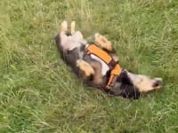 Waffle Video
