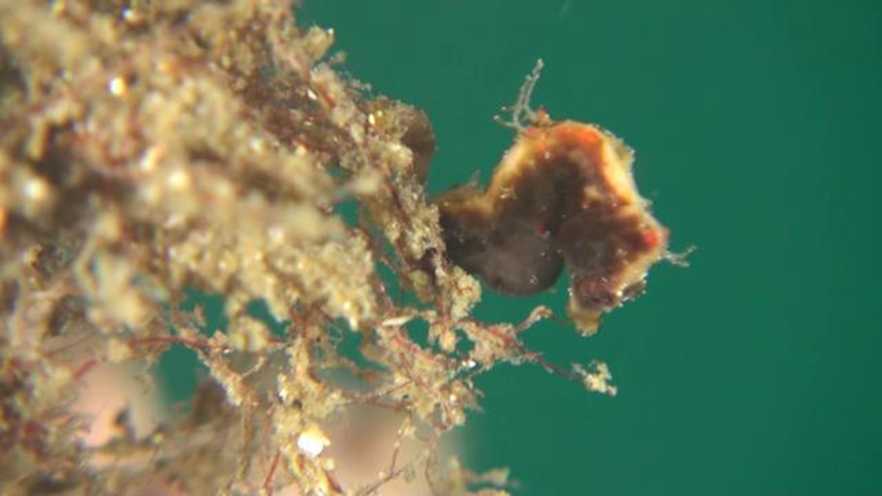 Severn's Pygmy Seahorse