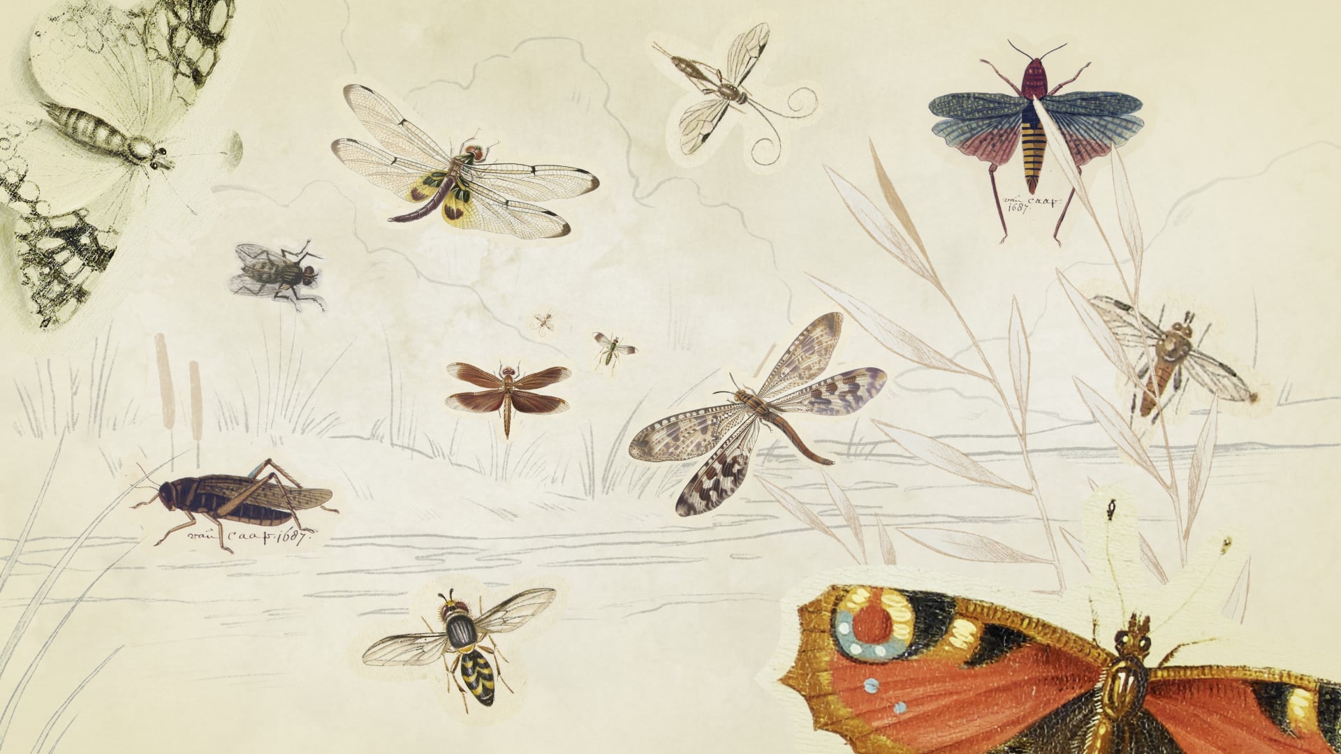 Rijksmuseum // Onderkruipsels