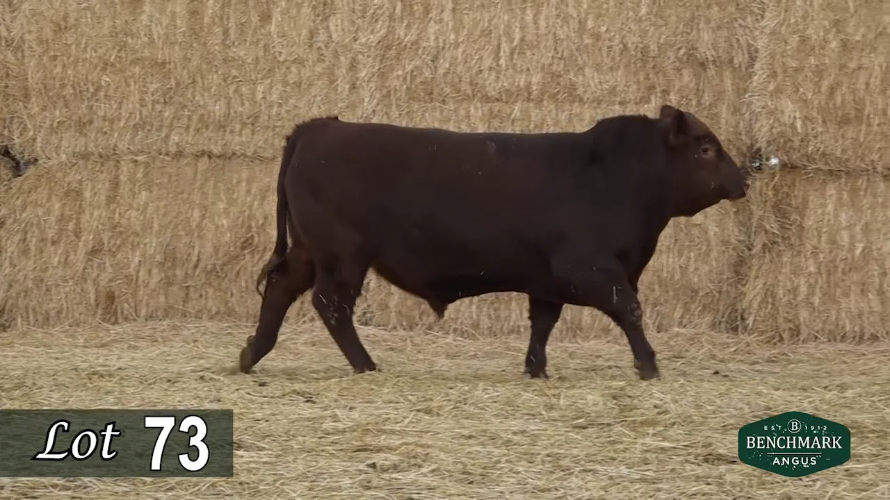 Lot 73 - Benchmark Angus 2023.mp4 on Vimeo