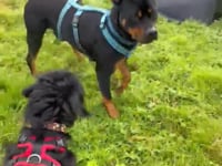 Luna Video