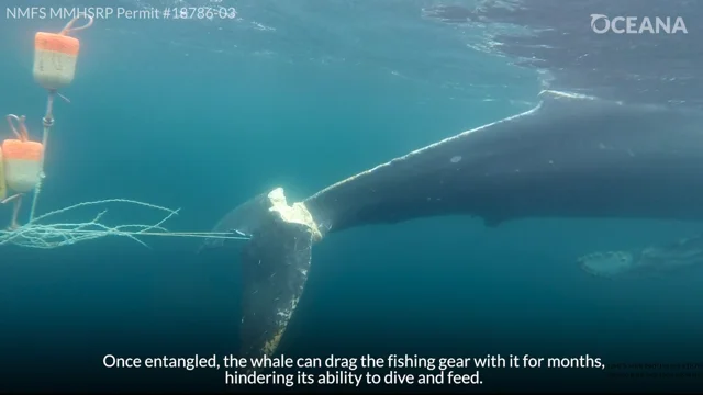 New 'Pop-Up' Fishing Gear Could Reduce Whale Entanglements