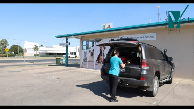 All valley best sale pet clinic emerald
